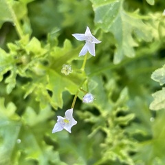 Gilia stellata