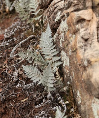 Myriopteris lindheimeri