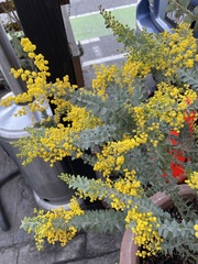 Acacia cultriformis