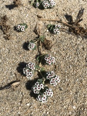 Euphorbia leucophylla