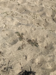 Euphorbia leucophylla