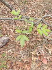 Flindersia australis