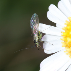 Hyperomyzus lactucae