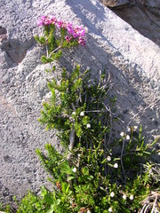 Phyllodoce empetriformis