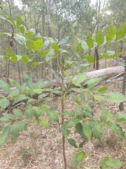 Flindersia australis