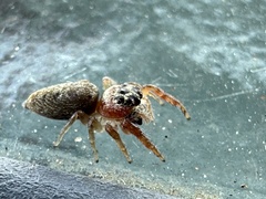 Opisthoncus polyphemus