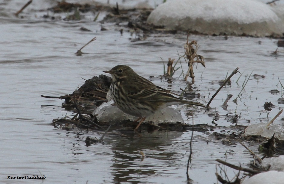 Meadow Pipit