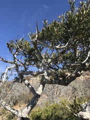 Forchhammeria watsonii