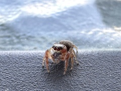 Opisthoncus polyphemus