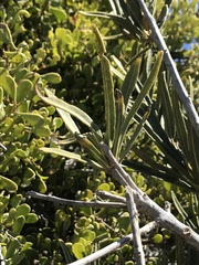 Forchhammeria watsonii