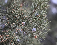 Juniperus deppeana
