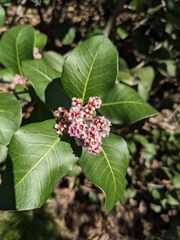 Rhus integrifolia