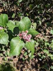 Rhus integrifolia