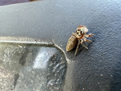 Opisthoncus polyphemus