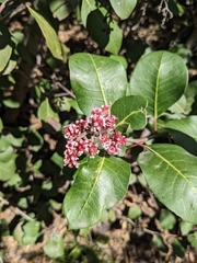 Rhus integrifolia