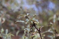 Berberis haematocarpa