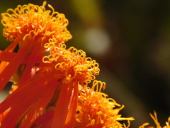 Pseudogynoxys chenopodioides