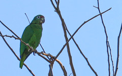 Amazona collaria