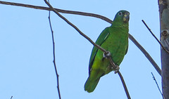 Amazona collaria