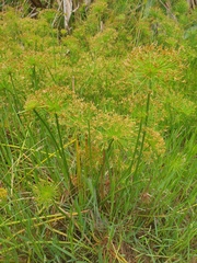 Cyperus prolifer