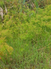 Cyperus prolifer