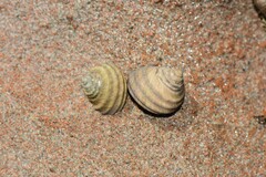 Austrocochlea constricta