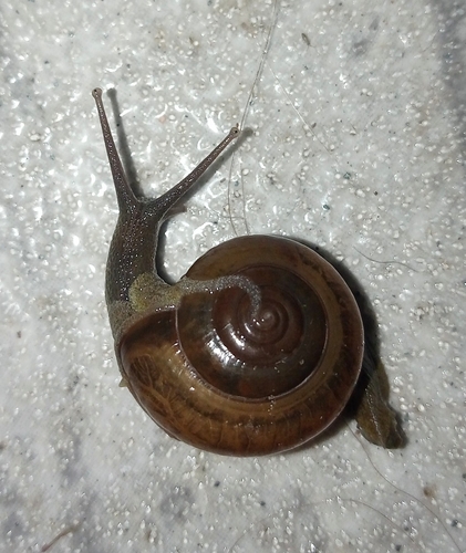 horntail snail
