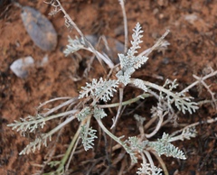 Hymenopappus filifolius