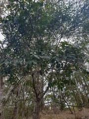 Flindersia australis