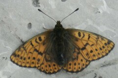 Boloria alberta