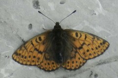 Boloria alberta
