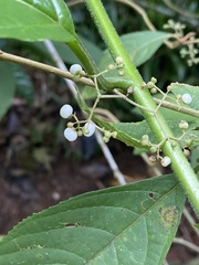 Callicarpa longifolia
