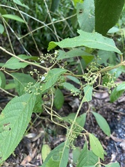 Callicarpa longifolia