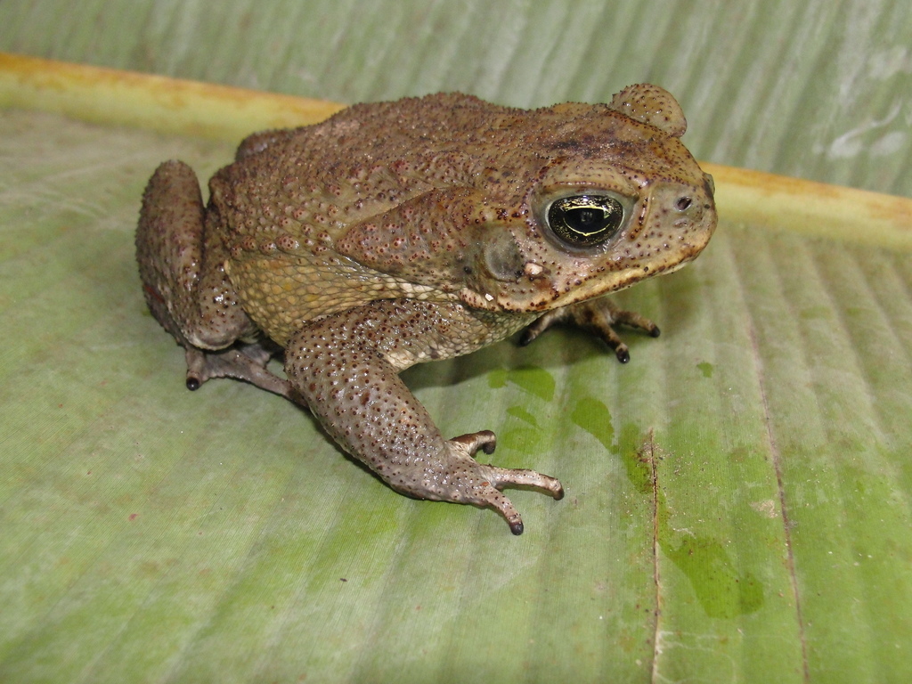 Cane Toad Anfibios De Amphibians Of San Juan De Arama Meta Colombia Inaturalist