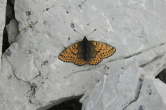 Boloria alberta