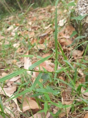 Ottochloa gracillima