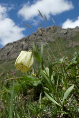 Fritillaria pallidiflora