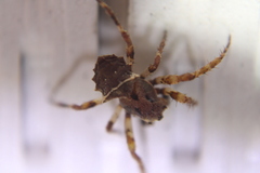Acanthepeira stellata
