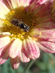 Melangyna viridiceps