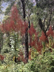 Calomeria amaranthoides