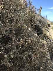 Atriplex barclayana