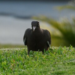Patagioenas corensis