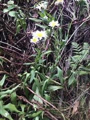 Leucanthemum vulgare