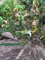 Brassavola nodosa