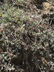 Atriplex barclayana