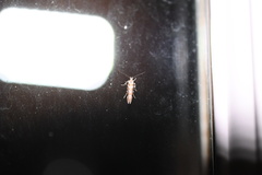 Aristotelia elegantella