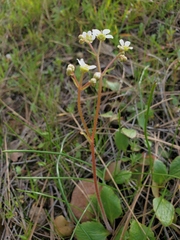 Micranthes californica