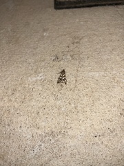 Diastictis