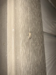 Diastictis