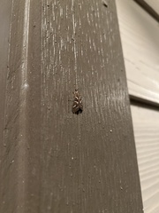 Diastictis